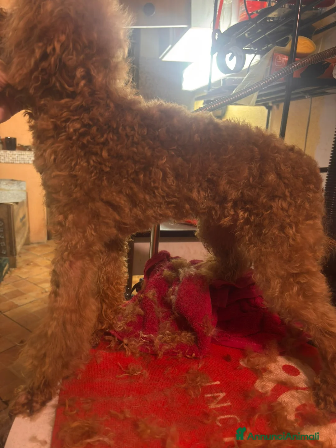 Barboncino cani in vendita: Barboncino piccolo Nano fulvo - Annuncio 2