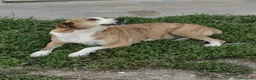 Meticcio cani in regalo: Lea: dolcissima e socievole con tutti  - Annuncio 2