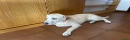 Labrador cani in vendita: Vendo a male in cuore bellissima Labrador!!!  a Provincia della Spezia - Annuncio 1