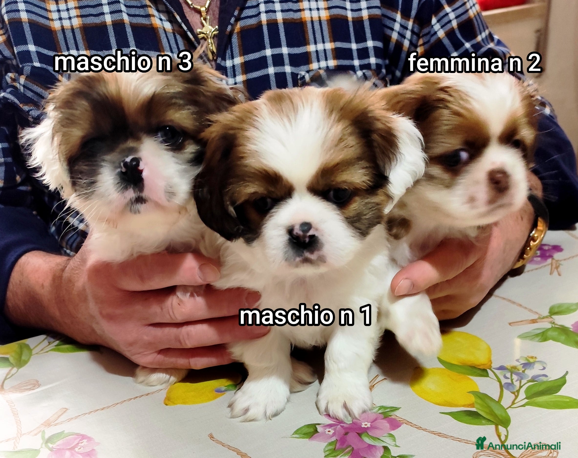 Meticcio cani Bellissimi cuccioli cercano amore e casa   - Annuncio 7