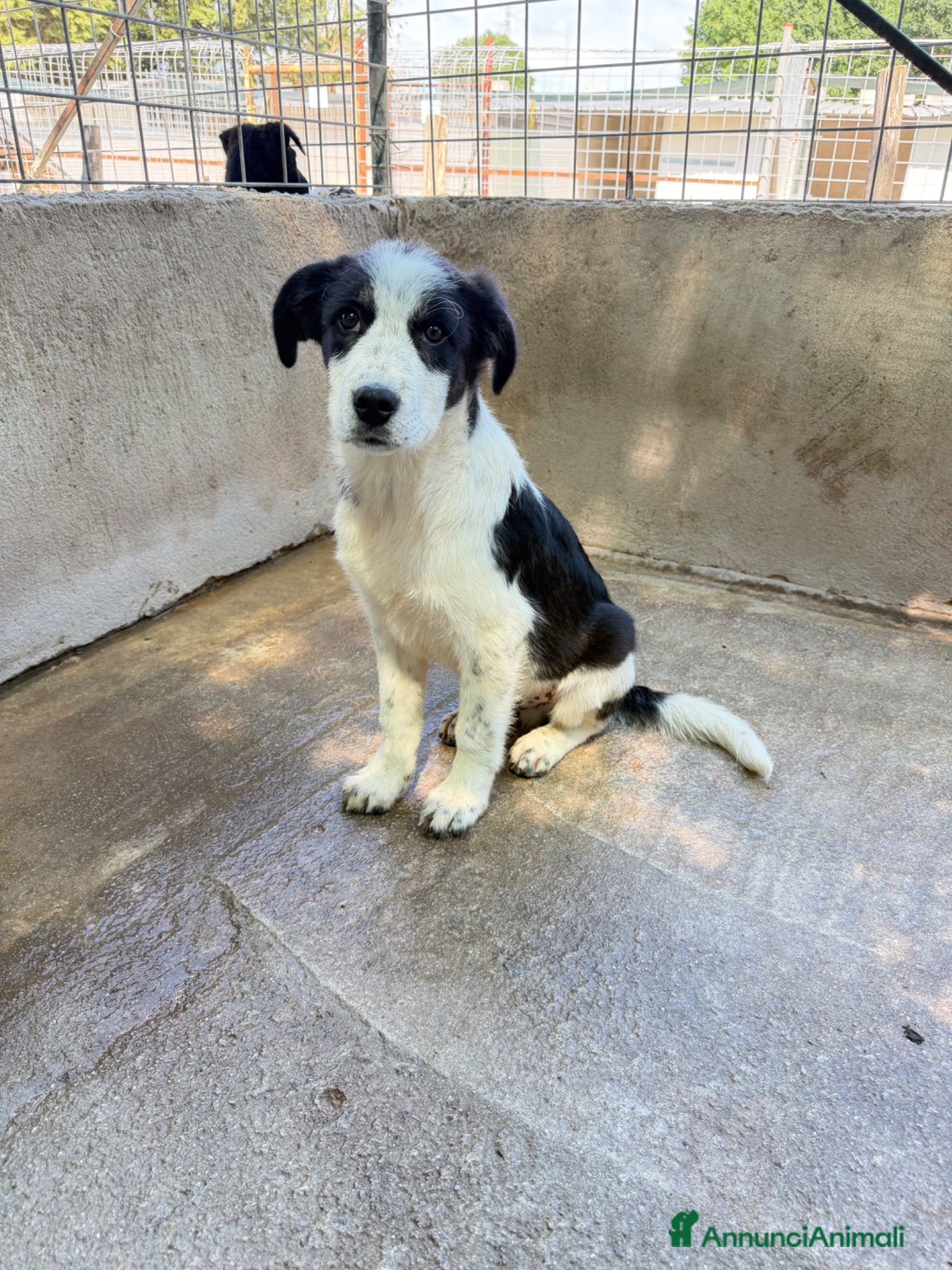 Meticcio cani Oliver - Annuncio 7