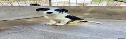 Meticcio cani in regalo: Oliver a Città metropolitana di Milano - Annuncio 1