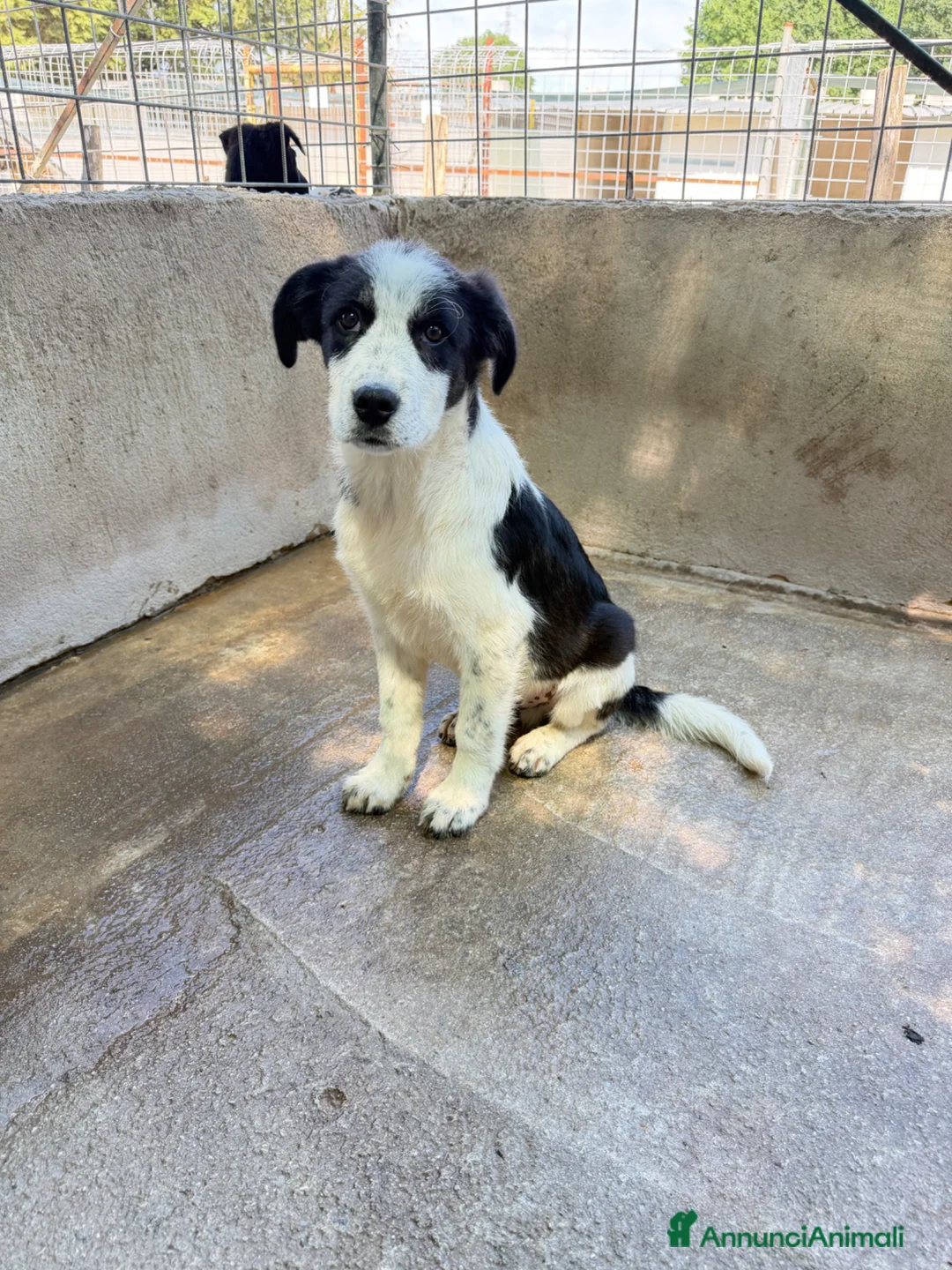 Meticcio cani in regalo: Oliver a Città metropolitana di Milano - Annuncio 1