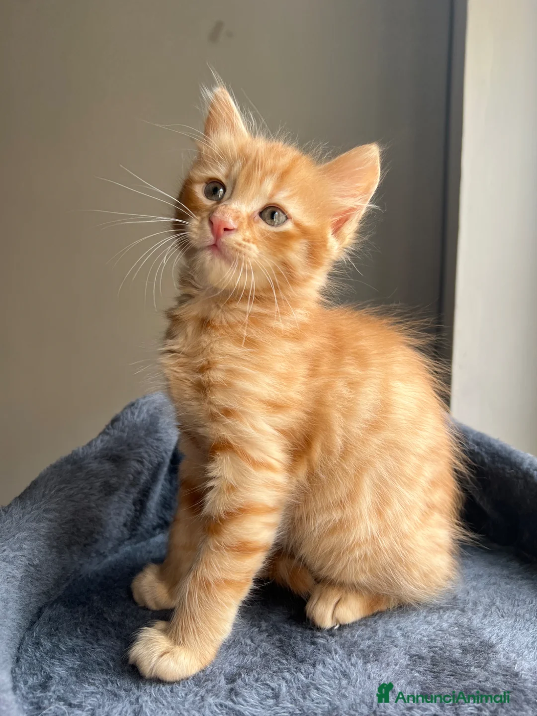 Meticcio gatti in regalo: GATTINI ROSSI - Annuncio 6