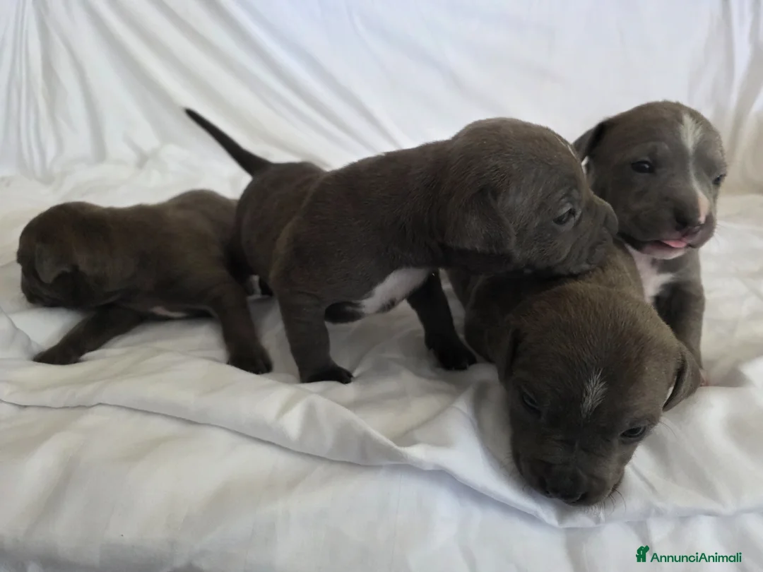 American Staffordshire cani in vendita: Cuccioli di Amstaff  - Annuncio 2