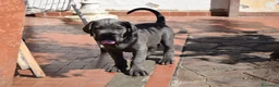 Cane Corso cani in vendita: Cuccioli di cane corso  - Annuncio 6