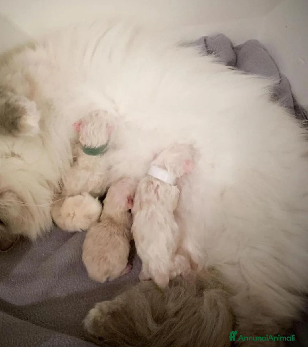 Ragdoll gatti in vendita: Bellissimi cuccioli di ragdoll - Annuncio 10