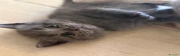 Scottish gatti in vendita: Gattini scottish - Annuncio 6
