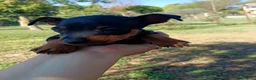 Pinscher Miniatura cani in vendita: Pinscher Nano Femmine - Annuncio 15