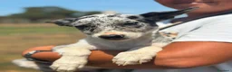 Border Collie cani in vendita: Border collie blue merle  a Provincia di Latina - Annuncio 2