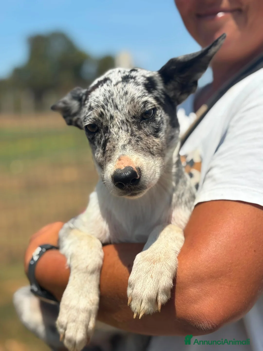 Border Collie cani in vendita: Border collie blue merle  a Provincia di Latina - Annuncio 2
