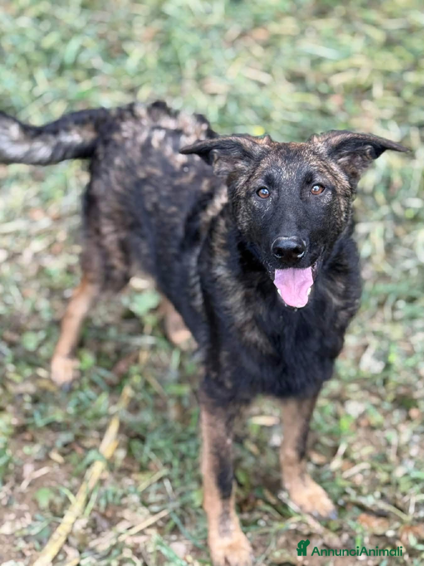 Meticcio cani ERNAD, pastorino allegro e dolcissimo! TG MEDIA - Annuncio 22