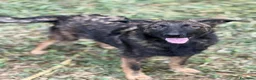 Meticcio cani in regalo: ERNAD, pastorino allegro e dolcissimo! TG MEDIA - Annuncio 1