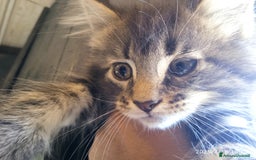 Maine Coon gatti in vendita: Maine coon con pedigree ENFI  a Provincia autonoma di Trento - Immagine 5