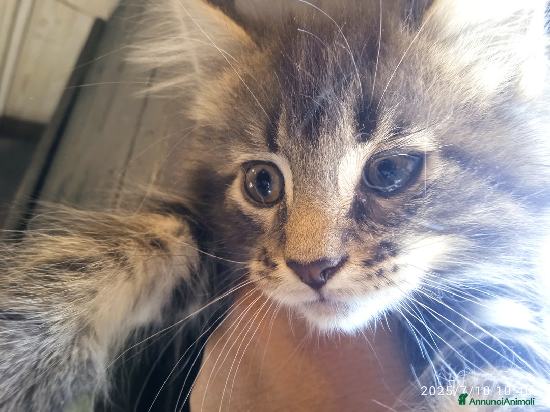 Maine Coon gatti in vendita: Maine coon con pedigree ENFI  a Provincia autonoma di Trento - Immagine 5