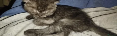 Smoke grigio striato