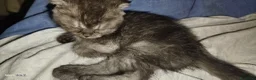 Scottish gatti in vendita: Cuccioli bellissimi di SCOTTISH FOLD   - Annuncio 1