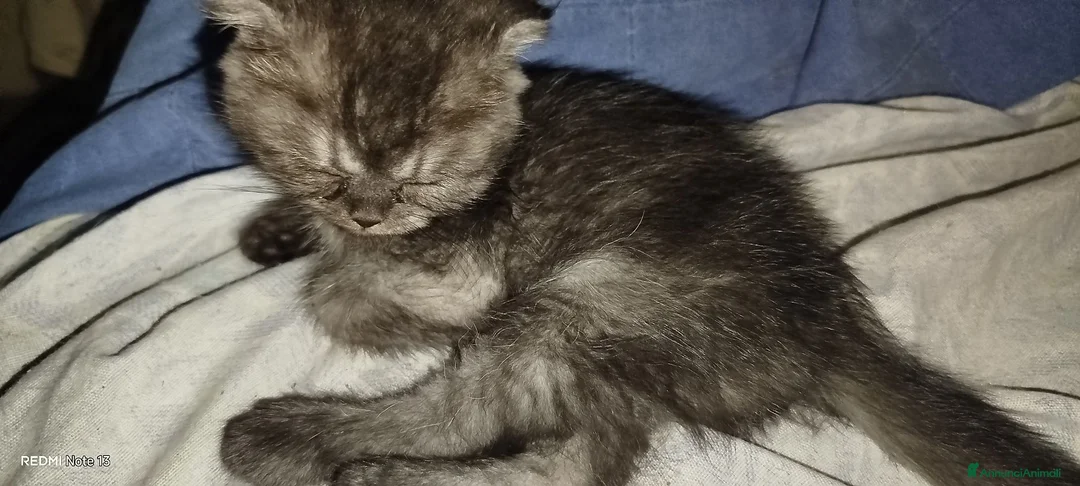 Scottish gatti in vendita: Cuccioli bellissimi di SCOTTISH FOLD   - Annuncio 1