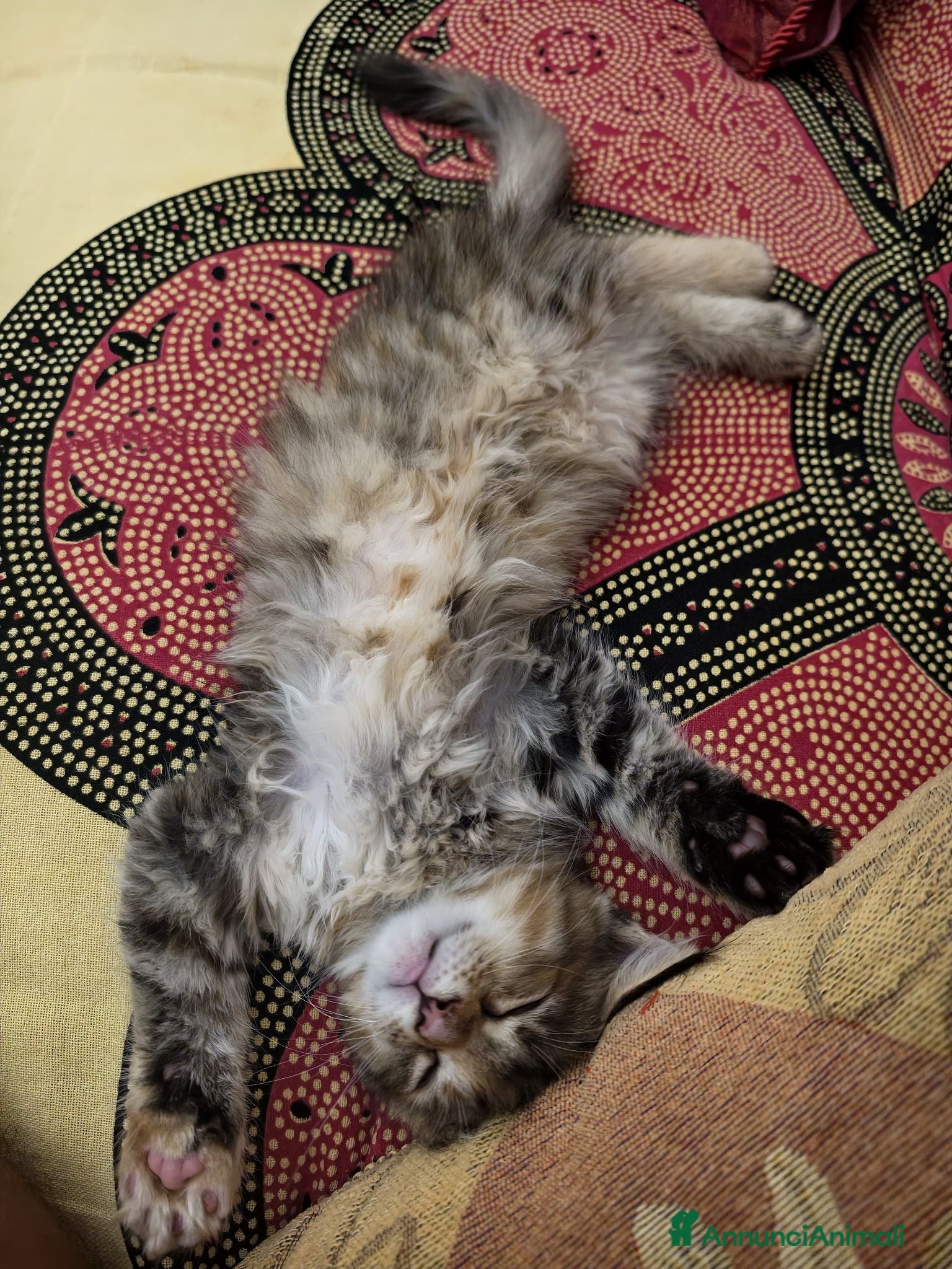 Maine Coon gatti Affettuosa cucciola Maine Coon  - Annuncio 4