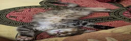 Maine Coon gatti in vendita: Affettuosa cucciola Maine Coon  - Annuncio 1
