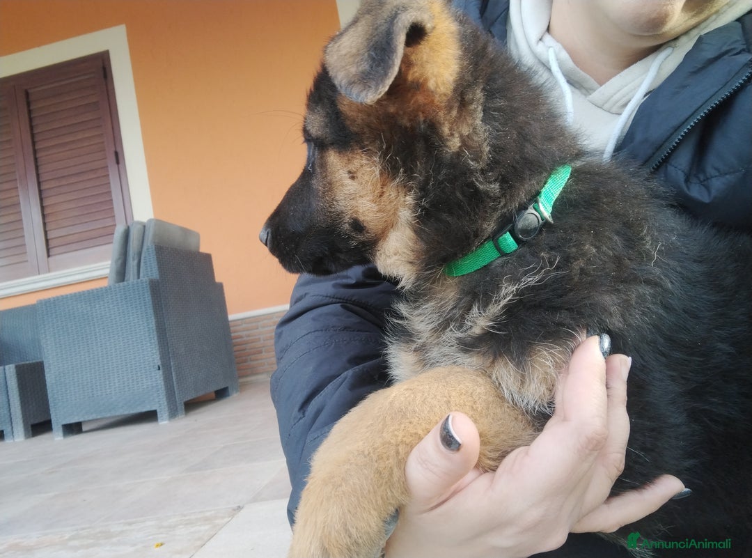 Pastore Tedesco cani in vendita: Cuccioli cercano casa - Annuncio 4