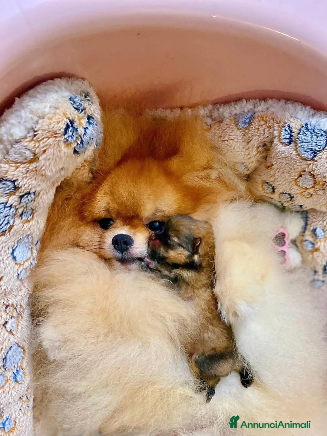 Volpino Pomerania cani in vendita: Volpini pomerania  - Annuncio 2