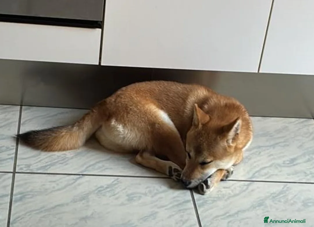 Shiba Inu cani in regalo: CUCCIOLO SHIBA INU 12 MESI a Città Metropolitana di Bari - Annuncio 2
