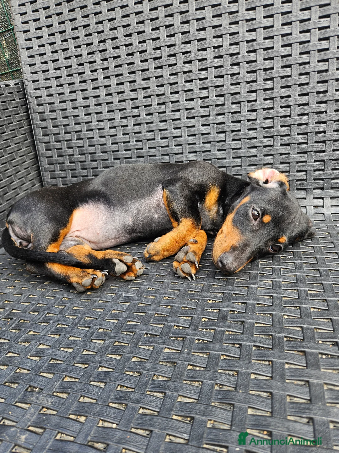 Bassotto cani in vendita: Bassotto nano - Annuncio 2