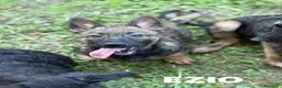Meticcio cani in regalo: 8 LUPACCHIOTTI cuccioli super simpatici! - Annuncio 8