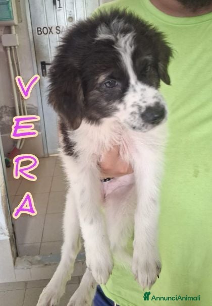 Meticcio cani 5 meravigliosi cuccioli tg grande - Annuncio 29