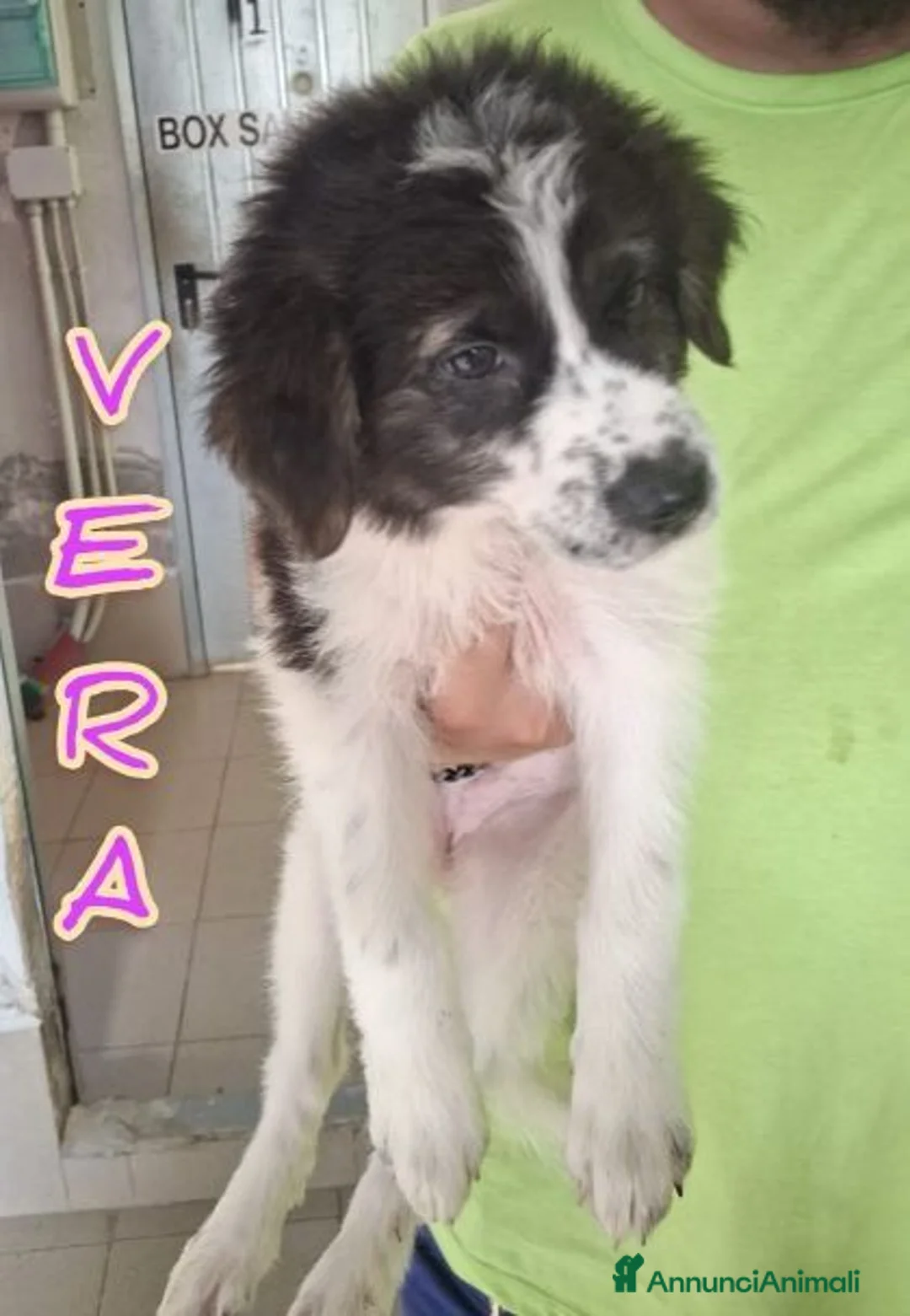 Meticcio cani in regalo: 5 meravigliosi cuccioli tg grande a Provincia di Lucca - Annuncio 1