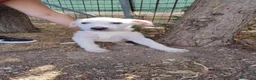 Meticcio cani in regalo: LUNE E Golia  - Annuncio 3