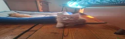 Maine Coon gatti in vendita: Ultime cucciole - Annuncio 4