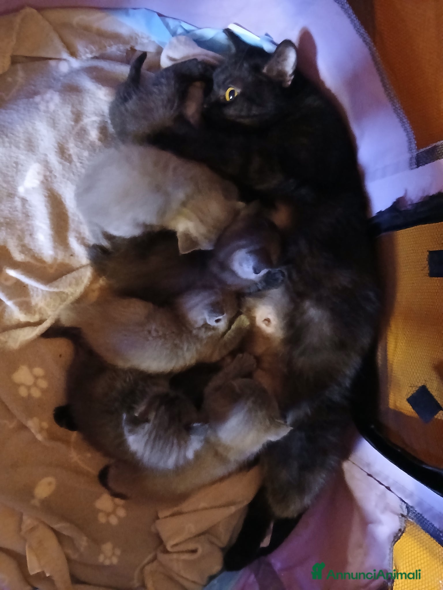 Scottish gatti Cuccioli scottish straight - Annuncio 2