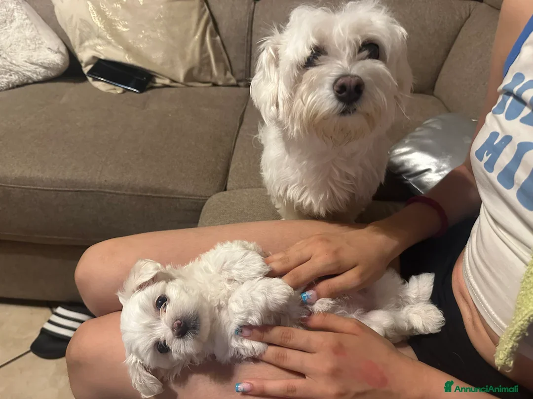 Maltese cani Cuccioli di maltese disponibili! - Annuncio 21
