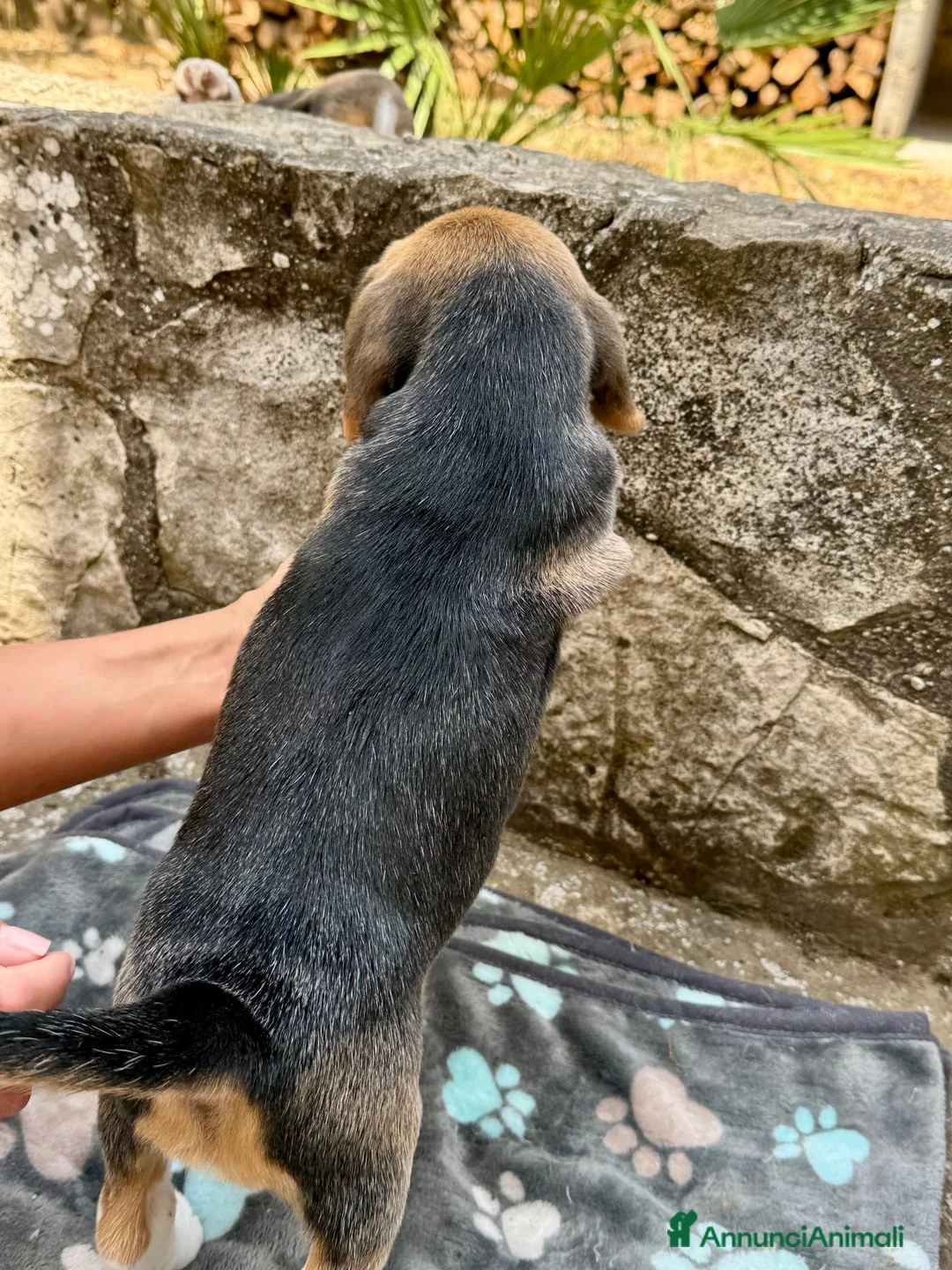 Beagle cani in vendita: Cucciola di beagle - Annuncio 2