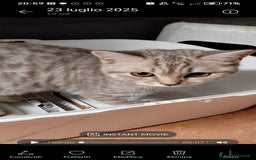 Scottish gatti in vendita: Scottish cucciolo a Città Metropolitana di Torino - Immagine 1