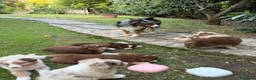 Australian Shepherd cani in vendita: Cuccioli red pastore australiano - Annuncio 2