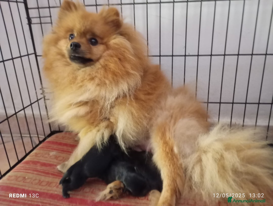 Spitz cani in vendita: Spitz Pomerania  a Provincia di Viterbo - Immagine 5