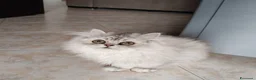 Persiano gatti in vendita: Cucciola persiana Chinchilla  - Annuncio 2