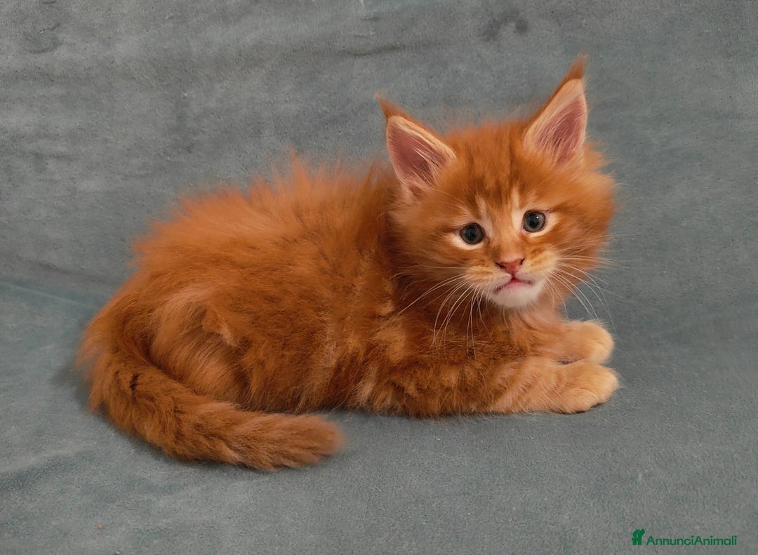 Maine Coon gatti in vendita: Cuccioli di Maine coon - Annuncio 2