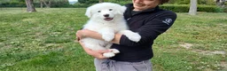 Meticcio cani in regalo: TUNDRA SPLENDIDA CUCCIOLA CERCA AMORE - Annuncio 2