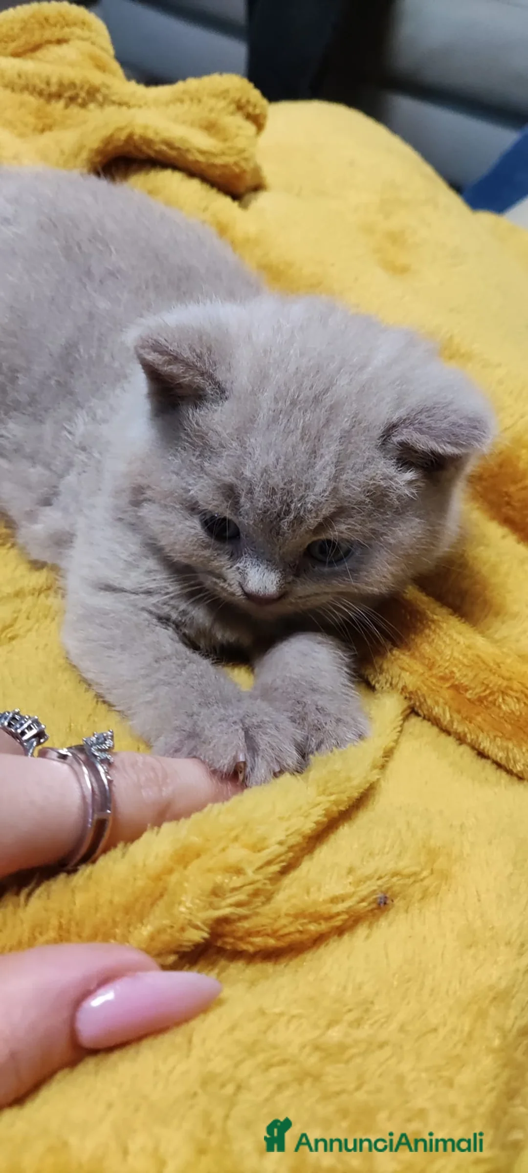 Immagine della galleria {{count}}