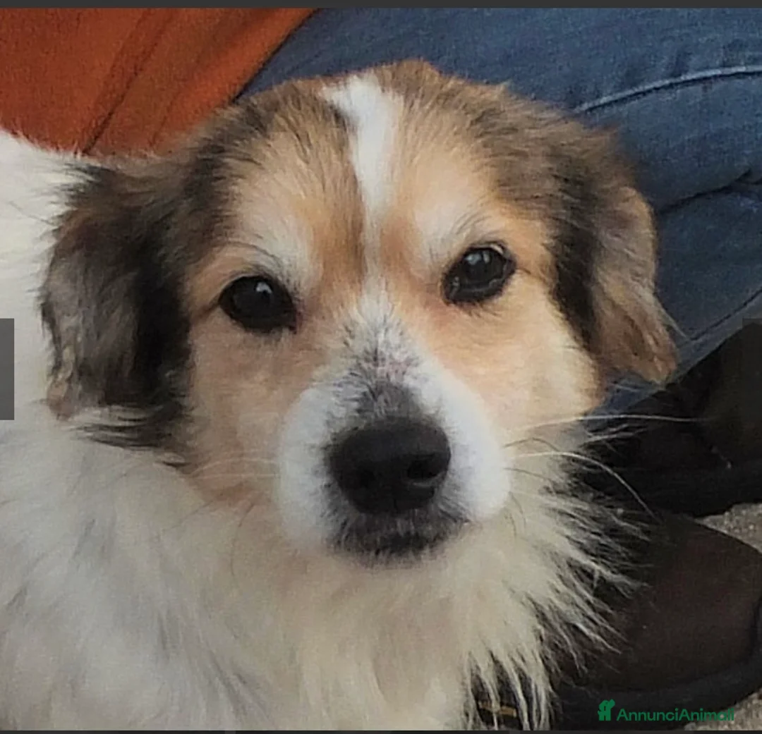 Altre razze cani in regalo: OTTO, un vero amore, taglia piccola  -12 kg  - Annuncio 4