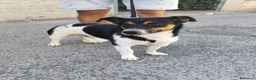 Meticcio cani in regalo: BOBBY mix jack Russell 3 anni - Annuncio 2