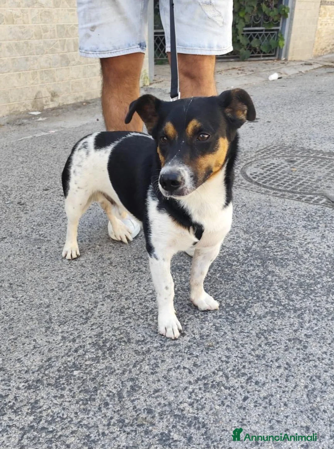 Meticcio cani in regalo: BOBBY mix jack Russell 3 anni - Annuncio 2