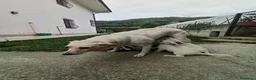 Pastore Svizzero cani in vendita: Cuccioli di pastore svizzero bianco a pelo corto - Annuncio 9