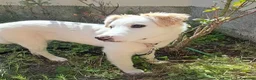 Meticcio cani in regalo: Eda cerca casa 🏡 a Provincia di Monza e della Brianza - Annuncio 8