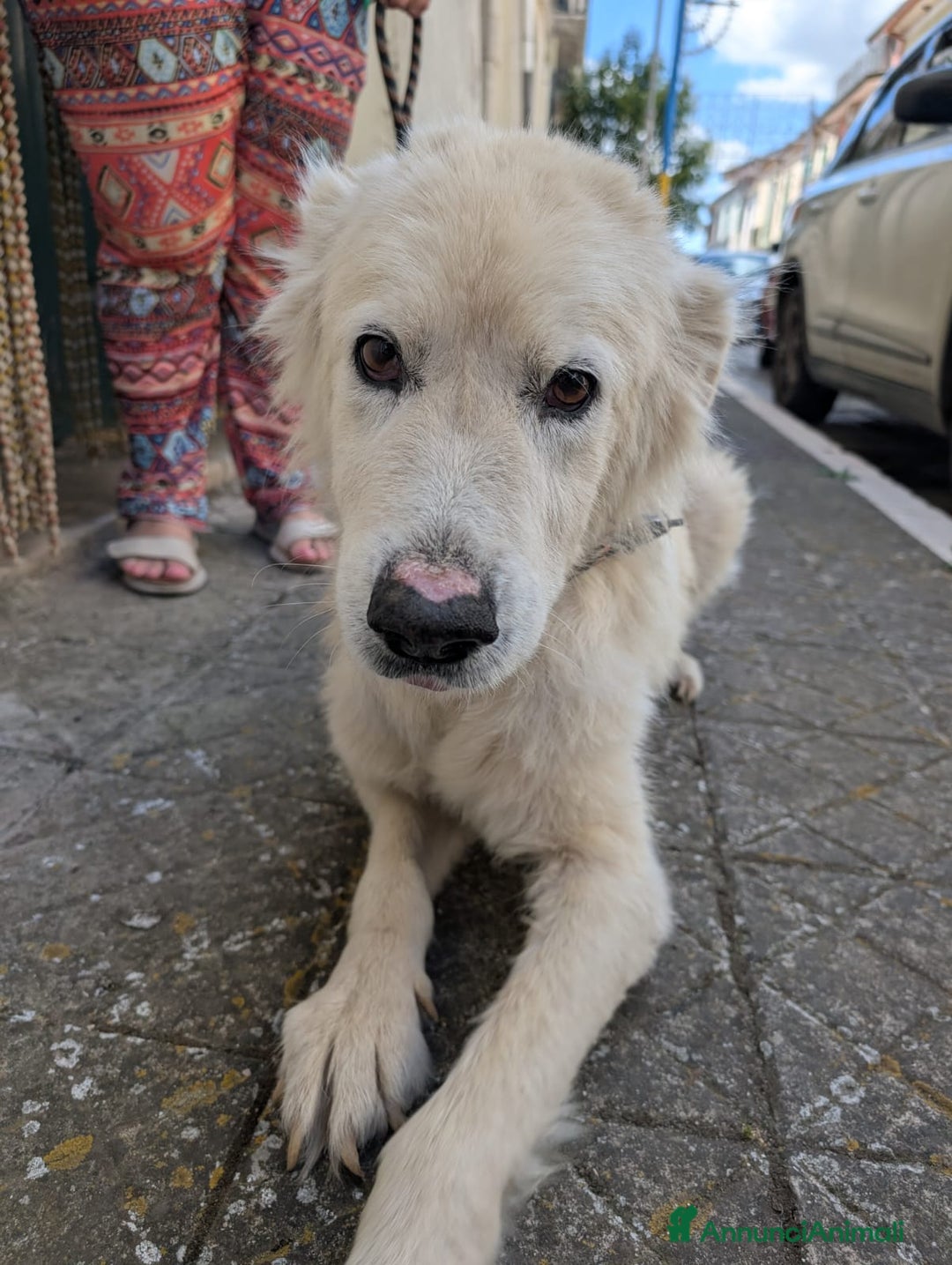 Meticcio cani in regalo: FABIANA MIX MAREMMANO - Annuncio 7