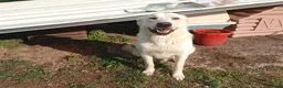 Meticcio cani in regalo: EDO CUCCIOLONE - Annuncio 12